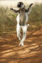 Verreaux's Sifaka, Berenty Private Reserve (Propithecus verreauxi verreauxi), releasable,