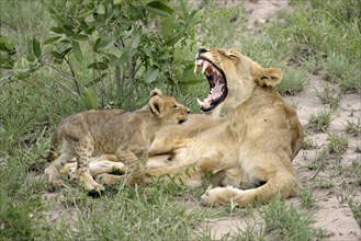 African Lions (Panthera leo), lioness with cub, Sabie Sand Game Reserve, South Africa, Africa