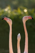 Greater flamingo (Phoenicopterus ruber roseus)