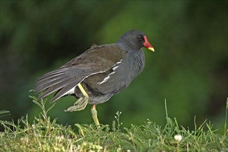 Moorhen, Germany (Gallinula chloropus), side