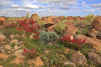 Bladderdock, Sturt national park, New South Wales, Australia (Rumex vesicarius)