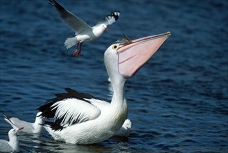 Australian Pelican (Pelecanus conspicillatus) with fish and gulls, Kangaroo Island, Australia,