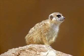 Meerkat, Oudtshoorn, South Africa (Suricate suricatta)