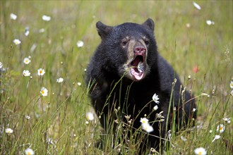 American black bear (Ursus americanus), young, 6 months