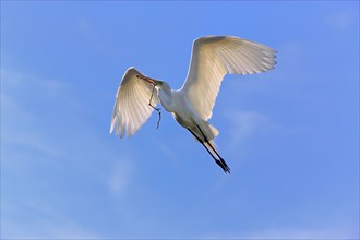 Great White Egret (Egretta alba) with nesting material, Florida, USA, heron, North America