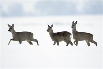 Roe Deer (Capreolus capreolus) in winter, Lower Saxony, Germany, side, Europe