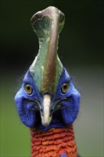 Double wattled cassowary, Australian Cassowary (Casuarius casuarius)