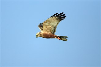 Western marsh harrier (Circus aeruginosus), male, Texel, detached, lateral, Netherlands