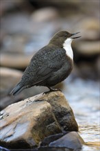 White-throated Dipper (Cinclus cinclus), White breasted dipper, Germany, Europe