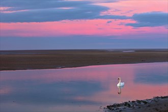 Mute Swan (Cygnus olor), in sea creek, Lindisfarne, National Wildlife reserve, Northumberland,