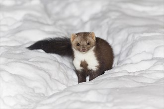 Beech marten (Martes foina) Lower Saxony, Germany, Europe