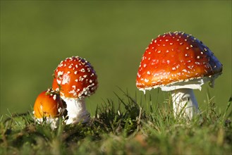 Fly Amanita Mushrooms (Amanita muscaria)