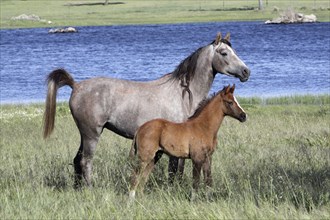 Arabian, mare with foal, grey, lateral