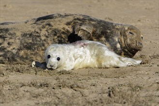 Grey Seal (Halichoerus grypus) with young, England