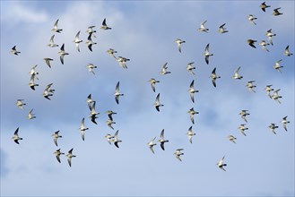 Golden Plovers, Northumberland, England (Pluvialis apricaria)