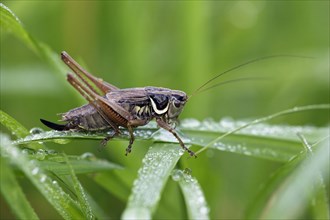 Dark Bush-cricket (Pholidoptera griseoaptera), Lower Saxony, Germany, Europe