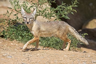 Corsac Fox (Vulpes corsac), Steppe Fox