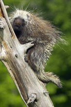 North American Porcupine (Erethizon dorsatum), North American porcupine tree spine