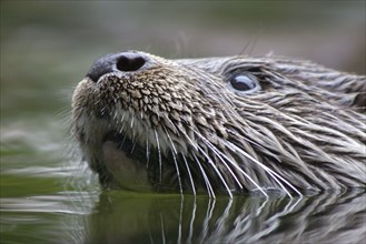 European Otter (Lutra lutra)