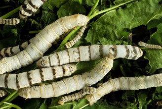 Domesticated silkmoth (Bombyx mori) caterpillar, real one , silkworm