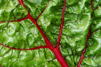 Leaf Beet (Beta vulgaris cicla)