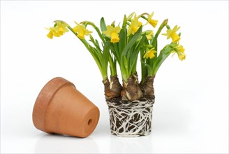 Easter bell Tete a Tete with root ball, Daffodil (Narcissus)