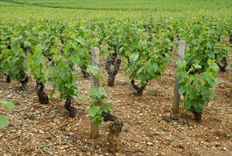 Vineyard, vines, vine, vines, Beaujolais, France, Europe