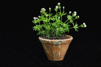 Real Galium odoratum (Galium odoratum Asperula odorata) (Galium odoratum, Asperula odorata) ,