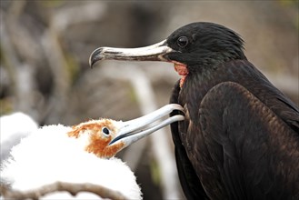 Great frigatebirds (Fregata minor), male and chicks, Galapagos Islands, Ecuador, Banded