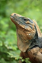 Grand Cayman Rock Iguana, male, Grand Cayman (Cyclura nubila lewisi)