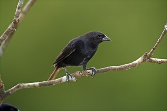 Shiny Cowbird (Molothrus bonariensis), Pantanal, Brazil, South America