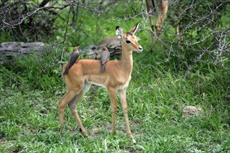 Young Impala (Aepyceros melampus) with Red-billed Oxpecker (Buphagus erythrorhynchus), Kruger