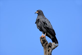 Snail Kite (Rostrhamus sociabilis), male, Pantanal, Brazil, Everglade Kite, South America