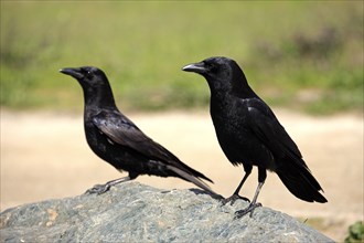 American american crow (Corvus brachyrhynchos), California, USA, North America