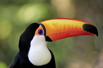 Toco toucan (Ramphastos toco), Pantanal, Brazil, South America