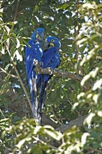 Hyacinth macaws (Anodorhynchus hyacinthinus), pair, Pantanal, Brazil, South America