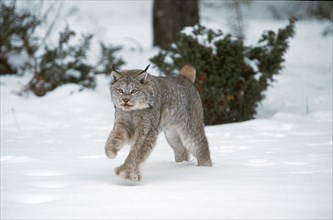 Canadian lynx (Lynx lynx canadensis) (Felis lynx canadensis)