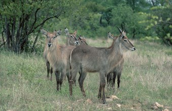 Waterbucks, Kruger national park, South Africa (Kobus ellipsiprymnus ellipsiprymnus)