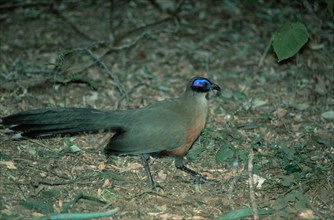 Giant Coua (Coua gigas), Madagascar, Riesenseidenkuckuck, Madagaskar, Kuckucksvoegel, cuckoos,