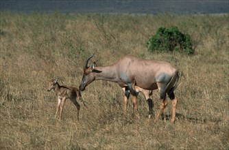 Topis, female with fawn, Massai Mara Game Reserve, Kenya (Damaliscus lunatus korrigum), lyre