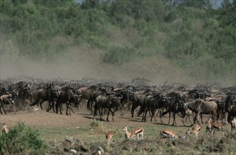 Eastern white-bearded wildebeest (Connochaetes taurinus albojubatus), Massai Mara Game Reserve,