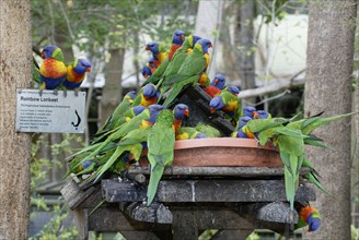 Rainbow Lories at feeding station, Australia (Trichoglossus haematodus moluccanus), Gebirgsloris,