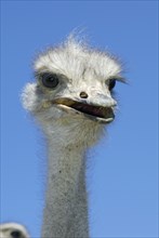 South african ostrich (Struthio camelus australis), Karoo, South Africa, Africa