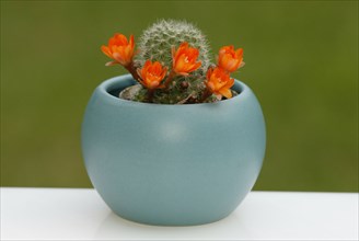 Cactus in flower pot (Rebutia pulvinosa), cactus in flower pot, plants, cactuses (Cactaceae),