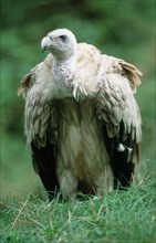 Himalayan griffon vulture (Gyps himalayensis)