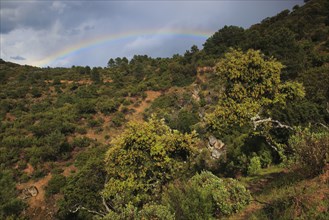 Sierra Morena, Sierra de Andujar National Park, Jaon Province, Andalusia, Spain, Europe