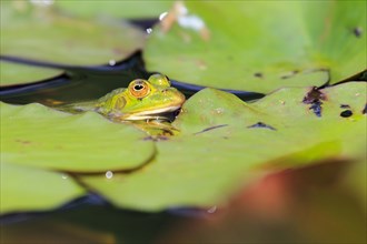 Green frog ( Rana esculenta) , Water frog, Seleger Moor, Switzerland, Europe