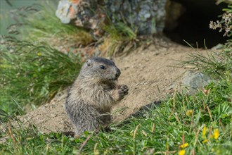 Young marmot eats in front of building "Großglockner, Austria, Europe