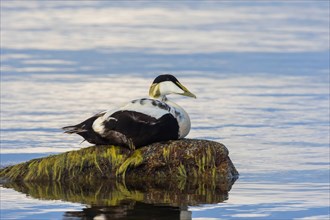 Common eider (Somateria mollissima), drake rests on stone, Öland Island, Sweden, Europe