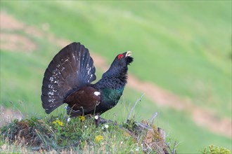 Western capercaillie (Tetrao urogallus) courting, Kalkalpen National Park, Upper Austria, Austria,